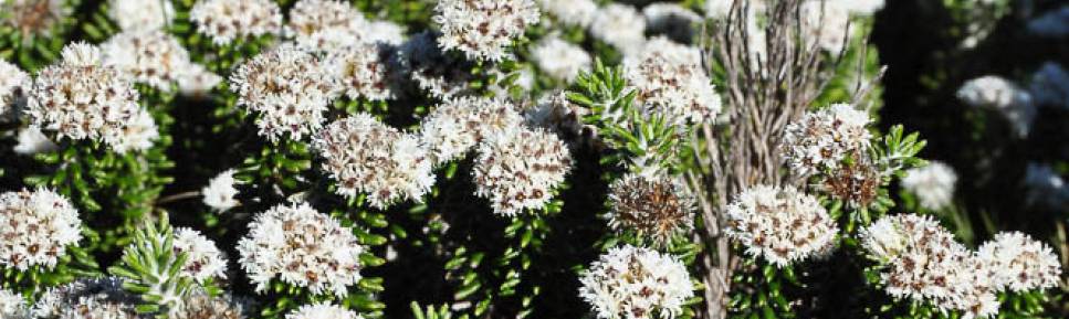 Vegetação muito comum nos campos de altitude, a mais de 2 mil metros de altura, no Parque Nacional da Serra dos Órgãos, no Rio de Janeiro